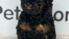 KAHVE SİYAH BENZERSİZ TOY POODLE DİŞİ YAVRU